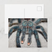 Carte Postale tarantule bleue (Devant / Derrière)