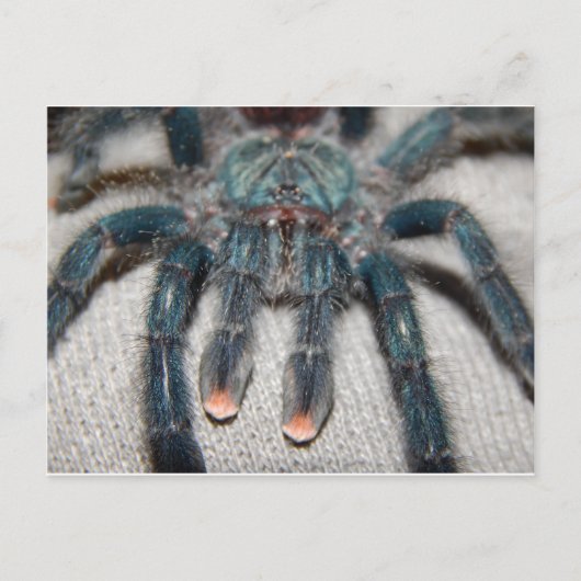 Carte Postale tarantule bleue (Devant)