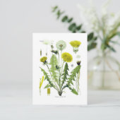 Carte Postale Taraxacum officinale (Dandelion) (Debout devant)