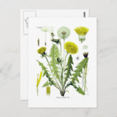 Carte Postale Taraxacum officinale (Dandelion) (Devant / Derrière)
