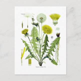 Carte Postale Taraxacum officinale (Dandelion)
