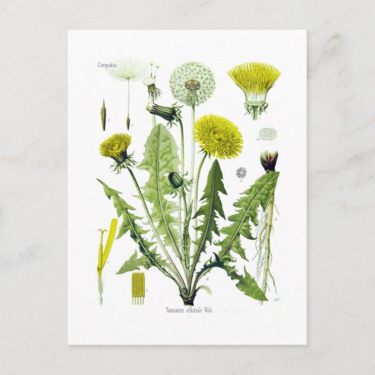 Carte Postale Taraxacum officinale (Dandelion) (Devant)