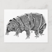 Carte Postale Tardigrade (Devant)