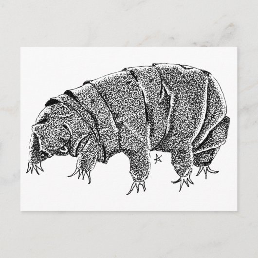 Carte Postale Tardigrade (Devant)