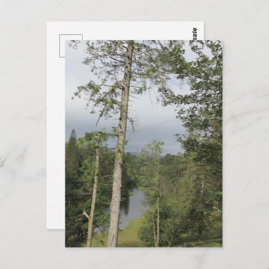 Carte postale Tarn Hows Trees (Devant / Derrière)