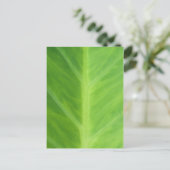 Carte Postale Taro Elephant Oreille Plantes feuilles (Debout devant)