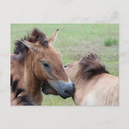 Carte Postale Tarpans (Devant)