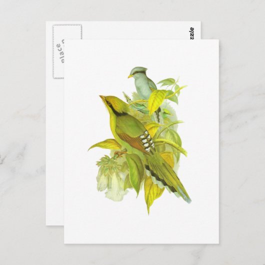 Carte Postale Tarpie verte commune (Devant / Derrière)