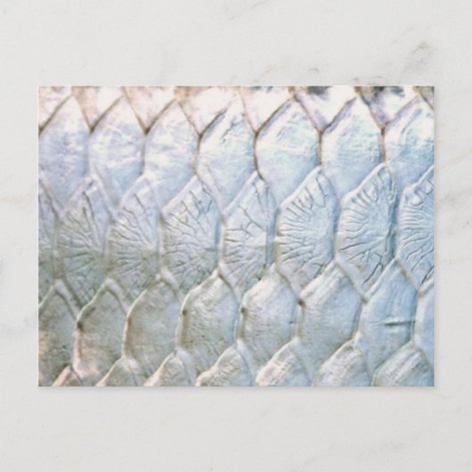 Carte Postale Tarpon par PatternWear© (Devant)