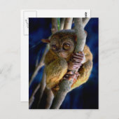 Carte Postale Tarsier (Devant / Derrière)
