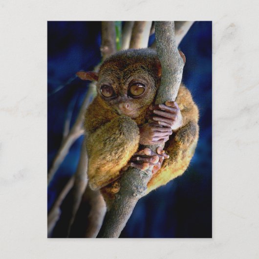 Carte Postale Tarsier (Devant)