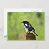 Carte Postale Tarte à bec noir (Devant / Derrière)