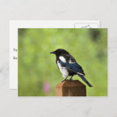 Carte Postale Tarte à bec noir (Devant / Derrière)