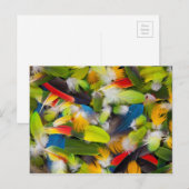 Carte Postale Tas de plumes colorées (Devant / Derrière)