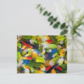 Carte Postale Tas de plumes colorées (Debout devant)