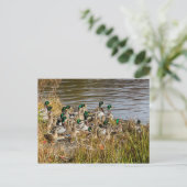 Carte Postale T'as des canards ? (Debout devant)