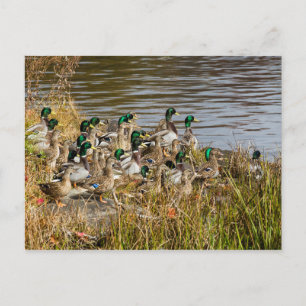 Carte Postale T'as des canards ?