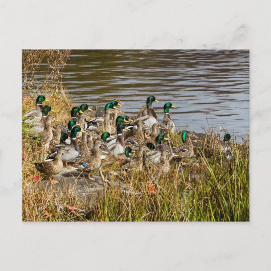 Carte Postale T'as des canards ? (Devant)