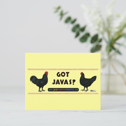 Carte Postale T'as du Java? (Debout devant)