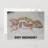 CARTE POSTALE T'AS GECKOS ? (Devant / Derrière)
