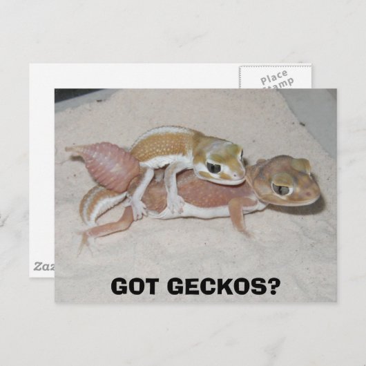 CARTE POSTALE T'AS GECKOS ? (Devant / Derrière)