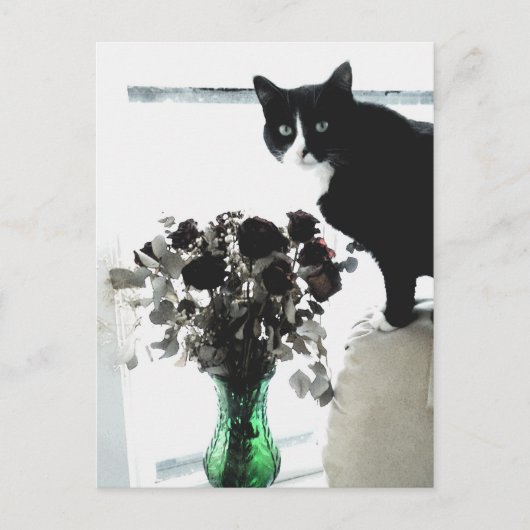 Carte Postale Tasha le chat Tuxedo (Devant)