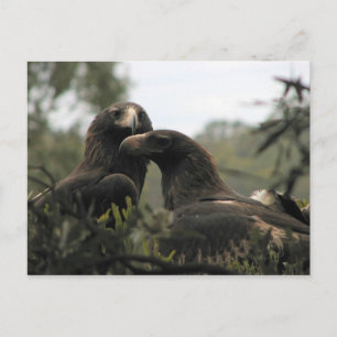 Carte Postale Tasmanian wedge tailed eagles