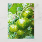 Carte Postale Tasty Green Zebra Heirloom Tomates sur la vigne (Devant)