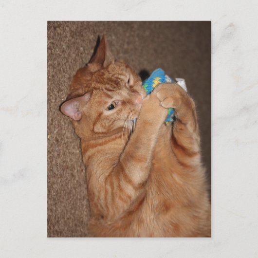 Carte Postale Tater (Devant)