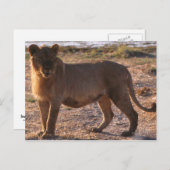 Carte Postale Tau, Lion, Photo (Devant / Derrière)