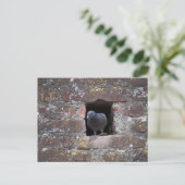 Carte Postale Taube colombe (Debout devant)