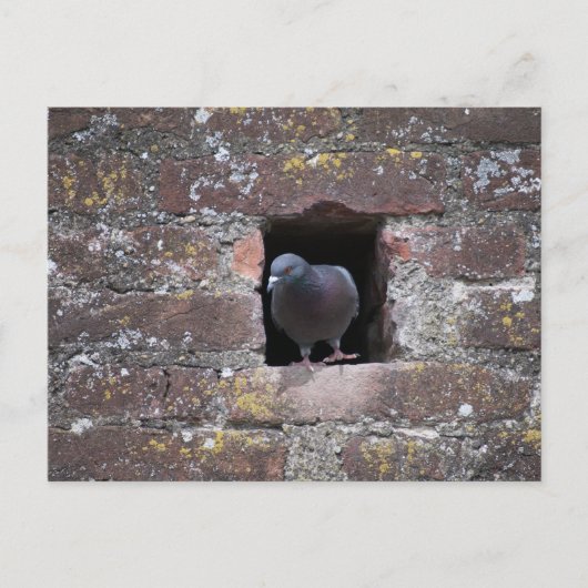Carte Postale Taube colombe (Devant)