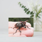 Carte postale taureau (Debout devant)