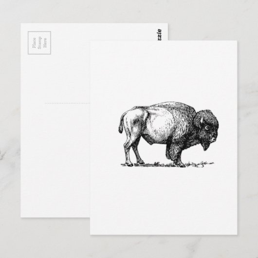 Carte Postale taureau de buffle (Devant / Derrière)