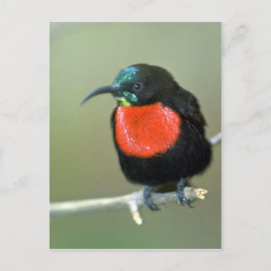 Carte Postale Taureau du sud