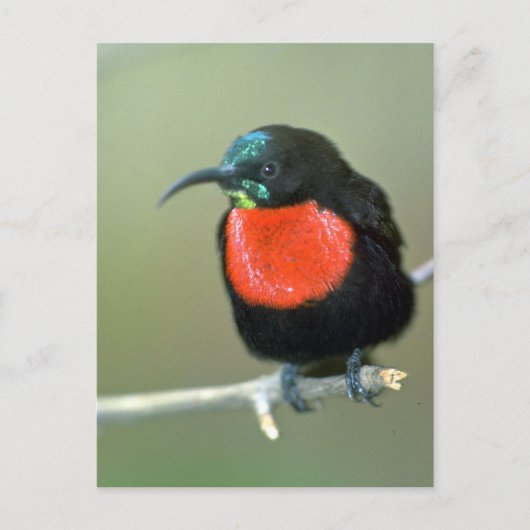 Carte Postale Taureau du sud (Devant)