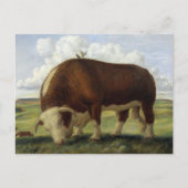 Carte Postale Taureau géant (Devant)