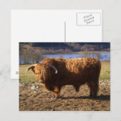 Carte Postale Taureau Highland Cattle, Écosse (Devant / Derrière)