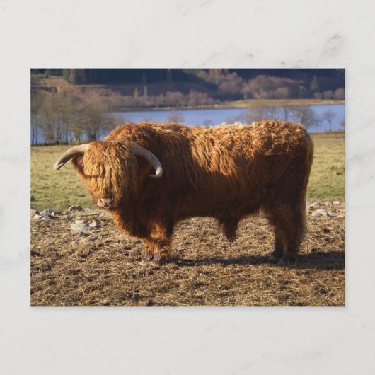 Carte Postale Taureau Highland Cattle, Écosse (Devant)