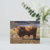 Carte Postale Taureau Highland Cattle, Écosse (Debout devant)