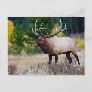 Carte Postale Taureau & Peupliers   Parc national de Rocky Mount