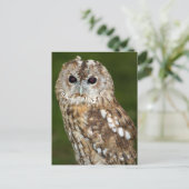 Carte Postale Tawny Owl (Debout devant)