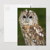 Carte Postale Tawny Owl (Devant / Derrière)