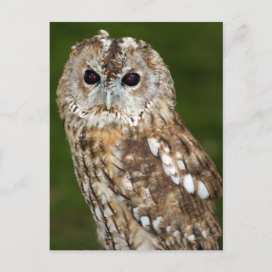 Carte Postale Tawny Owl (Devant)