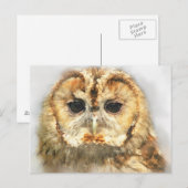 Carte Postale Tawny Owl (Devant / Derrière)