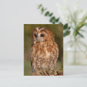 Carte Postale Tawny Owl (Strix aluco) (Debout devant)