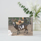 Carte Postale Taxi de chèvre (Debout devant)