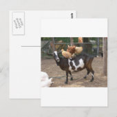 Carte Postale Taxi de chèvre (Devant / Derrière)