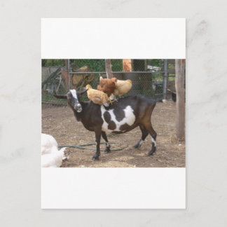 Carte Postale Taxi de chèvre