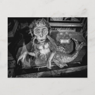Carte Postale Taxidermie d'une sirène singe Oddité